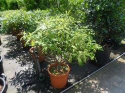 Papierstruik (Edgeworthia Chrysantha) -Tuinplanten Winkel edgeworthia chrysantha 80 100 125 c25