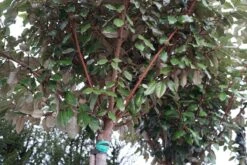 Olijfwilg Als Boom (Elaeagnus Ebbingei 'Compacta') -Tuinplanten Winkel elaeagnus compacta boom lm01