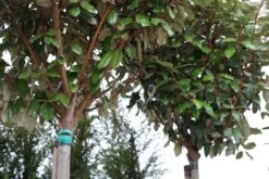 Olijfwilg Als Boom (Elaeagnus Ebbingei 'Compacta') -Tuinplanten Winkel elaeagnus compacta boom lm02