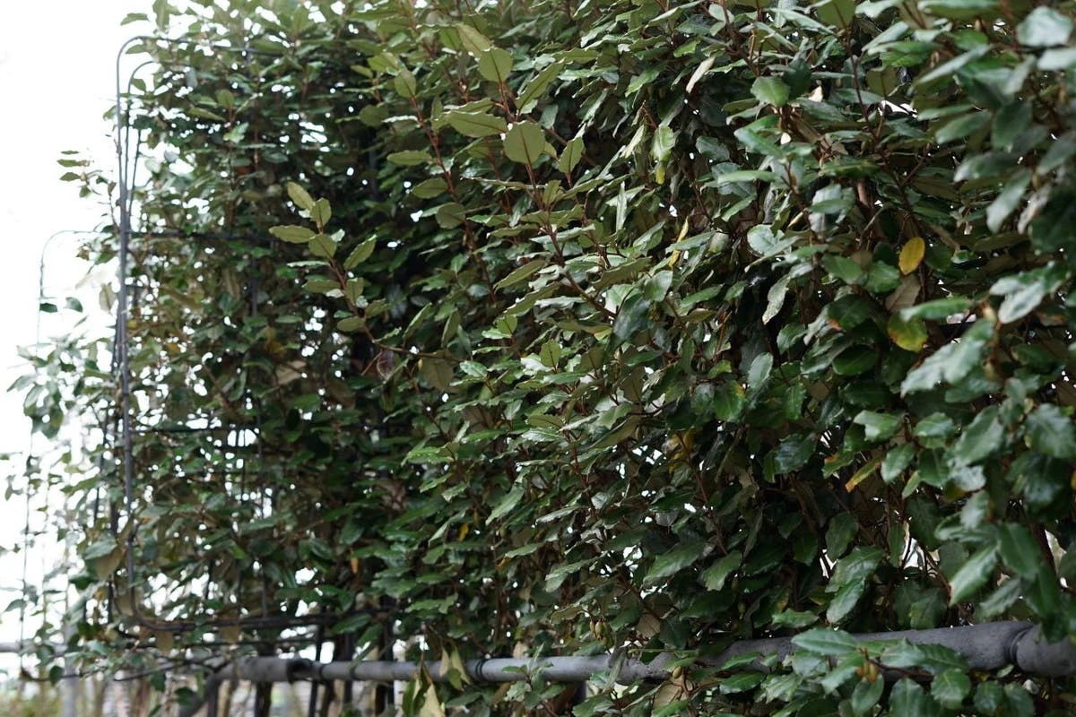 Olijfwilg Als Leiboom (Elaeagnus Ebbingei) 4 Olijfwilg Als Leiboom (Elaeagnus Ebbingei) - Afbeelding 2