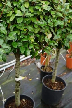 Olijfwilg Op Stam (Elaeagnus Ebbingei) -Tuinplanten Winkel elaeagnus ebbingei stam lm01