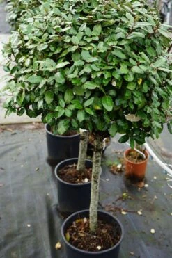 Olijfwilg Op Stam (Elaeagnus Ebbingei) -Tuinplanten Winkel elaeagnus ebbingei stam lm02