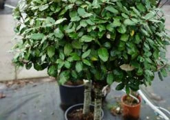 Olijfwilg Op Stam (Elaeagnus Ebbingei) -Tuinplanten Winkel elaeagnus ebbingei stam lm03