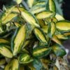 Olijfwilg (Elaeagnus Ebbingei 'Elaeador') -Tuinplanten Winkel elaeagnus elaeador lm01