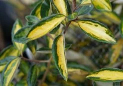 Olijfwilg (Elaeagnus Ebbingei 'Elaeador') -Tuinplanten Winkel elaeagnus elaeador lm02b