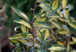 Bontbladige Olijfwilg (Elaeagnus Ebbingei 'Limelight') -Tuinplanten Winkel elaeagnus limelight lm01 1