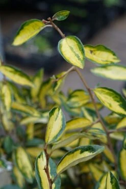 Bontbladige Olijfwilg (Elaeagnus Ebbingei 'Limelight') -Tuinplanten Winkel elaeagnus limelight lm02 1