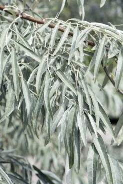 Smalbladige Olijfwilg Als Boom (Elaeagnus Angustifolia) -Tuinplanten Winkel elaeagnus angustifolia