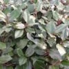 Olijfwilg (Elaeagnus Ebbingei) -Tuinplanten Winkel elaeagnus ebbingei02lm