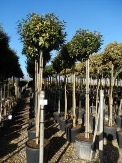 Olijfwilg Als Boom (Elaeagnus Ebbingei) 15 Olijfwilg Als Boom (Elaeagnus Ebbingei) -Tuinplanten Winkel elaeagnus ebbingei 10 12 2