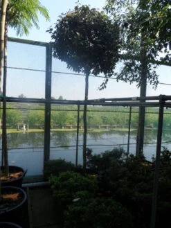 Olijfwilg Als Boom (Elaeagnus Ebbingei) 11 Olijfwilg Als Boom (Elaeagnus Ebbingei) -Tuinplanten Winkel elaeagnus ebbingei 12 14ho cont