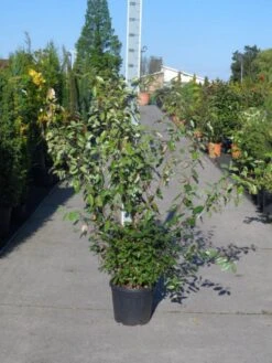 Olijfwilg (Elaeagnus Ebbingei) -Tuinplanten Winkel elaeagnus ebbingei 125 150 c25