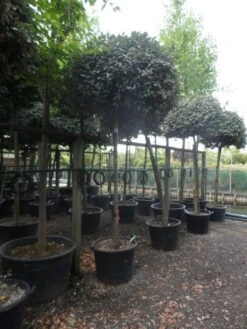 Olijfwilg Als Boom (Elaeagnus Ebbingei) 12 Olijfwilg Als Boom (Elaeagnus Ebbingei) -Tuinplanten Winkel elaeagnus ebbingei 14 16 18ho c130 2