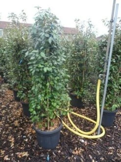 Olijfwilg (Elaeagnus Ebbingei) -Tuinplanten Winkel elaeagnus ebbingei 150 175 200 c35 50 1