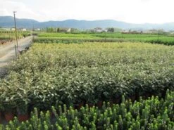 Olijfwilg (Elaeagnus Ebbingei) -Tuinplanten Winkel elaeagnus ebbingei 60 80 2