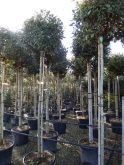 Olijfwilg Als Boom (Elaeagnus Ebbingei) 14 Olijfwilg Als Boom (Elaeagnus Ebbingei) -Tuinplanten Winkel elaeagnus ebbingei 8 10
