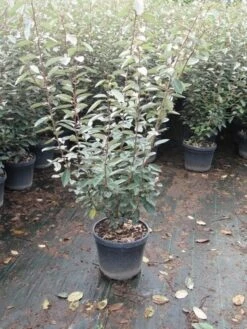 Olijfwilg (Elaeagnus Ebbingei) -Tuinplanten Winkel elaeagnus ebbingei 80 100