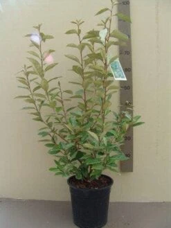 Olijfwilg (Elaeagnus Ebbingei) -Tuinplanten Winkel elaeagnus ebbingei c7.5