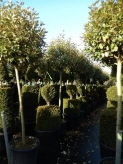 Olijfwilg Op Stam (Elaeagnus Ebbingei) -Tuinplanten Winkel elaeagnus ebbingei halfstam