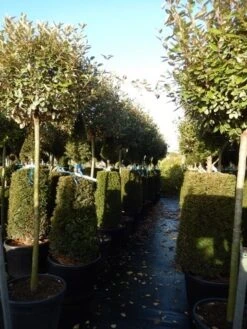 Olijfwilg Op Stam (Elaeagnus Ebbingei) -Tuinplanten Winkel elaeagnus ebbingei halfstam 2