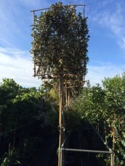 Olijfwilg Als Leiboom (Elaeagnus Ebbingei) NU EXTRA VOORDELIG -Tuinplanten Winkel elaeagnus ebbingei leivorm 8 10cm 2 1