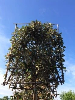 Olijfwilg Als Leiboom (Elaeagnus Ebbingei) NU EXTRA VOORDELIG -Tuinplanten Winkel elaeagnus ebbingei leivorm 8 10cm 3 1
