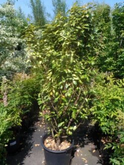 Bontbladige Olijfwilg (Elaeagnus Ebbingei 'Limelight') -Tuinplanten Winkel elaeagnus ebbingei limelight 150 175 c35