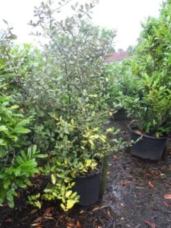 Olijfwilg (Elaeagnus Pungens 'Maculata') -Tuinplanten Winkel elaeagnus pungens maculata 150 175 200 c90