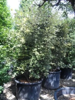 Olijfwilg (Elaeagnus Pungens 'Maculata') -Tuinplanten Winkel elaeagnus pungens maculata 225 250 c450 cylinder