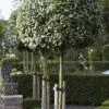Olijfwilg Als Boom (Elaeagnus Ebbingei) -Tuinplanten Winkel elaeagnus x ebbingei01