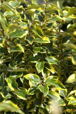 Bontbladige Olijfwilg Als Boom (Elaeagnus Ebbingei 'Gilt Edge') -Tuinplanten Winkel elaeagnusgiltedgev01