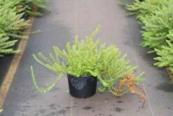 Kraaiheide (Empetrum Nigrum) -Tuinplanten Winkel empetrum nigrum 2