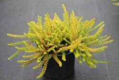 Kraaiheide Geel (Empetrum Nigrum 'Bernstein')