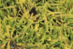 Kraaiheide Geel (Empetrum Nigrum 'Bernstein') -Tuinplanten Winkel empetrum nigrum bernstein 3