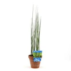 Holpijp (Equisetum Japonica) -Tuinplanten Winkel equisetum japonica