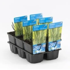 Holpijp (Equisetum Japonica) -Tuinplanten Winkel equisetum japonica 20180321214100