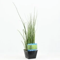 Holpijp (Equisetum Japonica) -Tuinplanten Winkel equisetum japonica 20180430164828 m 13640 p28