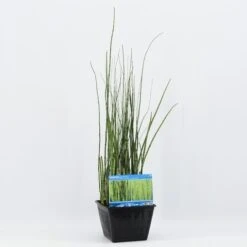 Holpijp (Equisetum Japonica) -Tuinplanten Winkel equisetum japonica 28x28 20180412192640