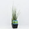 Holpijp (Equisetum Japonica) 1 Holpijp (Equisetum Japonica) -Tuinplanten Winkel equisetum japonica 28x28 20180412192640 2
