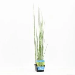 Holpijp (Equisetum Japonica) -Tuinplanten Winkel equisetum japonica s e 13210 p18