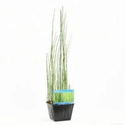 Holpijp (Equisetum Japonica) -Tuinplanten Winkel equisetum japonica s e 13640 p28
