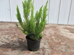 Witte Boomheide (Erica Arborea 'Alpina')