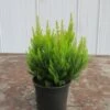 Geelbladige Boomheide (Erica Arborea 'Estrella Gold') -Tuinplanten Winkel erica arborea estrella gold