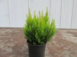 Geelbladige Boomheide (Erica Arborea 'Estrella Gold')