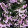 Rode Winterheide (Erica Carnea 'December Red') 1 Rode Winterheide (Erica Carnea 'December Red') -Tuinplanten Winkel erica carnea december red 3
