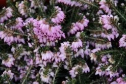 Rode Winterheide (Erica Carnea 'December Red') -Tuinplanten Winkel erica carnea december red 4