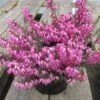 Winterheide (Erica Carnea 'Rosalie')