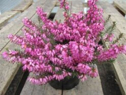 Winterheide (Erica Carnea 'Rosalie')