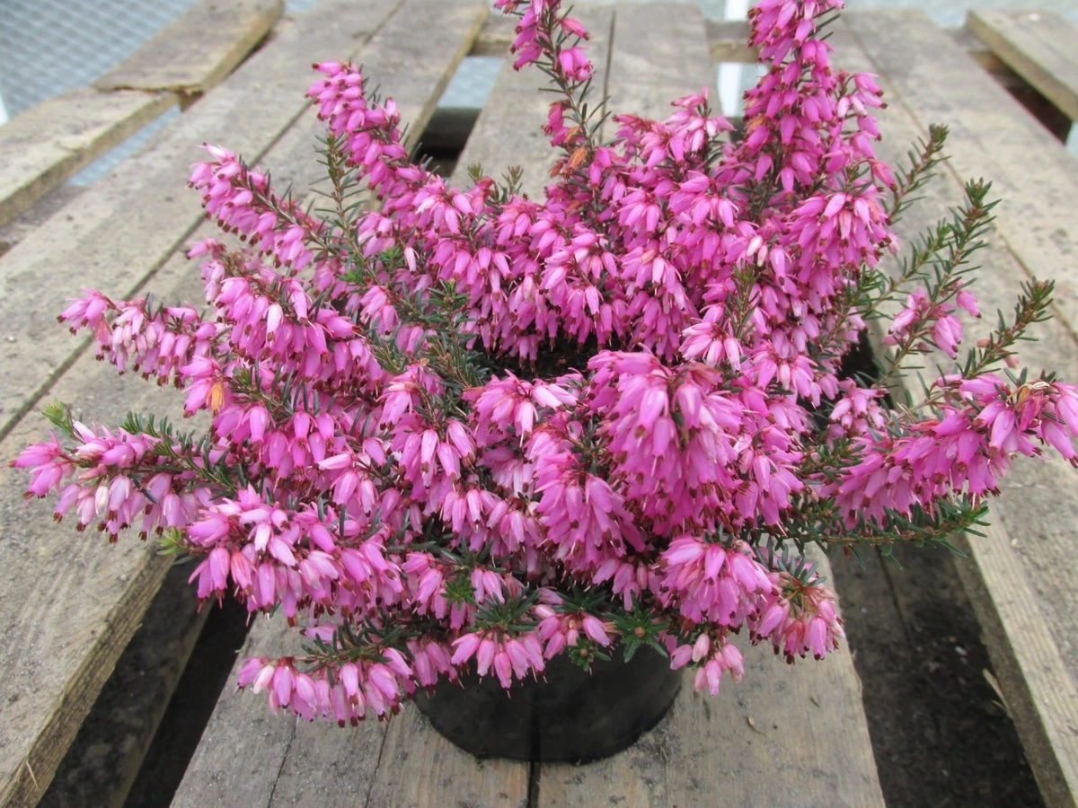 Winterheide (Erica Carnea 'Rosalie') 3 Winterheide (Erica Carnea 'Rosalie')