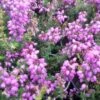 Dopheide (Erica Cinerea 'Pallas') -Tuinplanten Winkel erica cin pallas 1